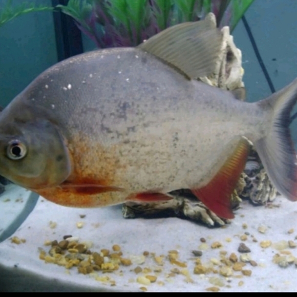 55 gallon fish tank - Picture 2 of 3